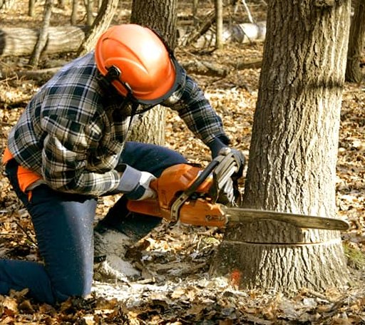 Tree Removal in Muse, OK